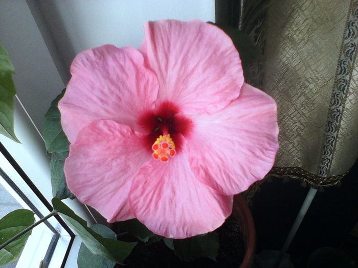 ADONICUS PINK - HIBISCUS ADONICUS PINK-pierdut