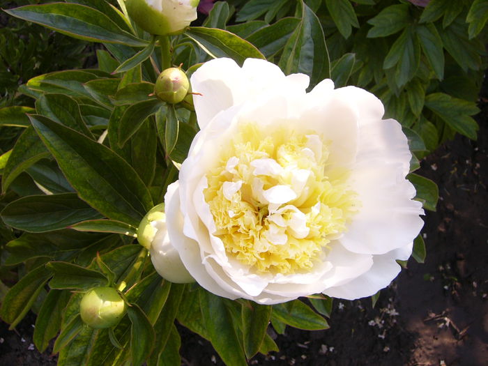 Paeonia Honey Gold - ANUL 2015 I