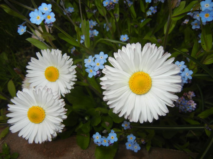 Bellis perennis (2015, April 22)