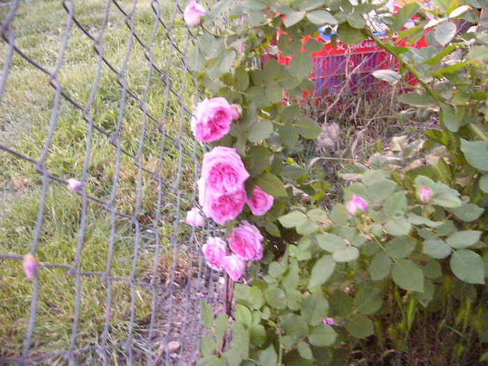 P1240067 - ANUL 2015 I
