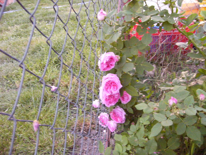 P1240068 - ANUL 2015 I