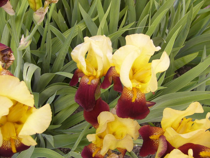 P1240084 - ANUL 2015 I