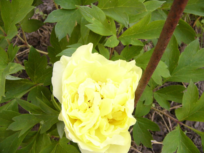 P1240089 - ANUL 2015 I