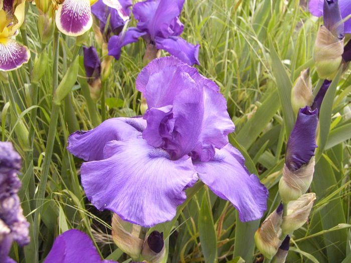 P1240090 - ANUL 2015 I