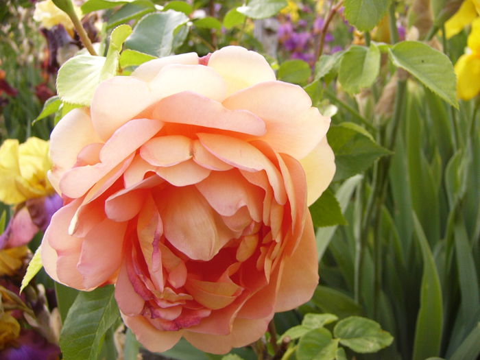 Rosa Pat Austin
