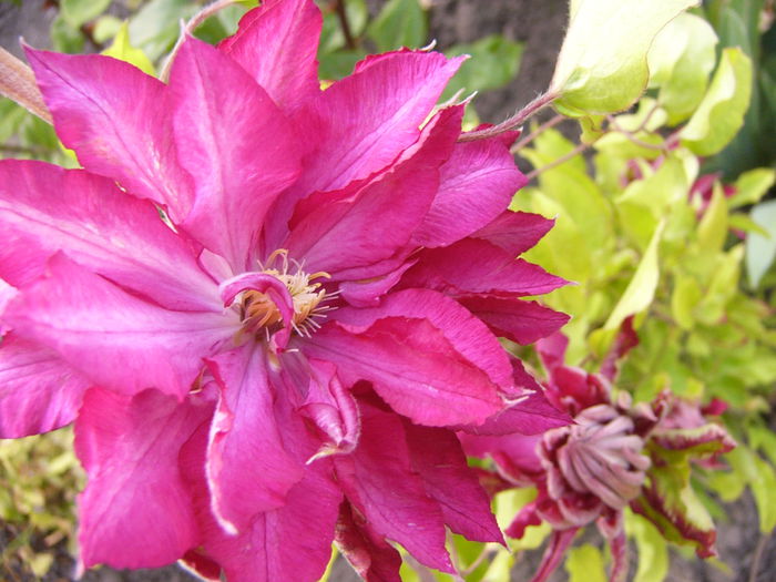 Clematis Kaen