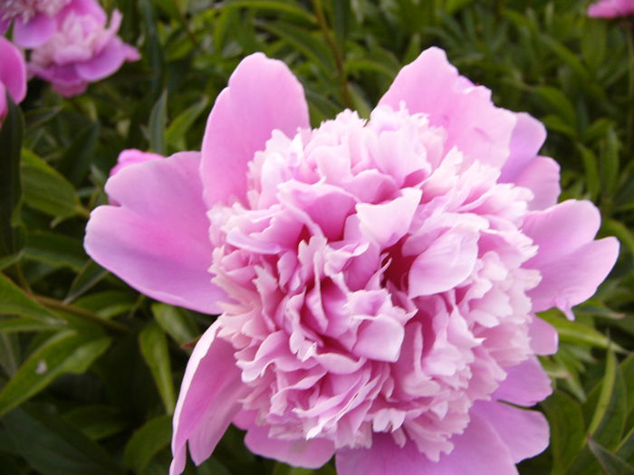 P1240107 - ANUL 2015 I