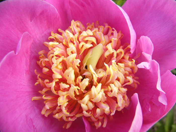 Paeonia Largo