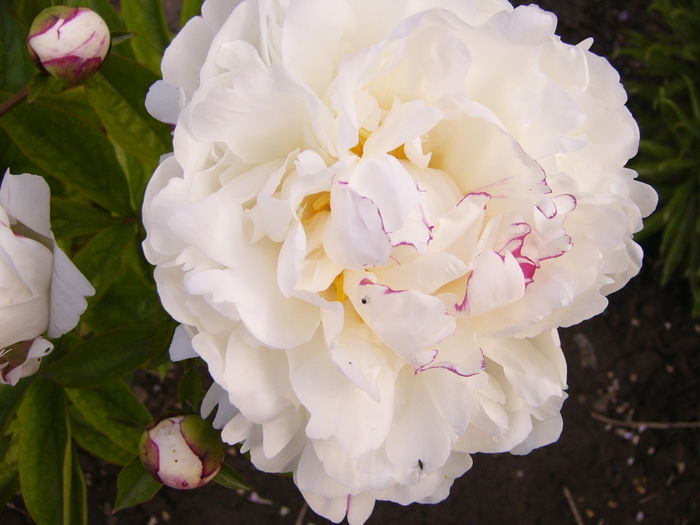 Paeonia Motherss Choise