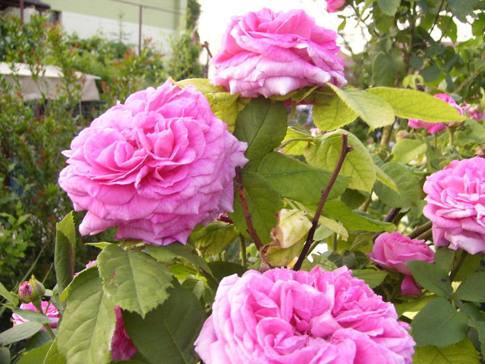 P1240124 - ANUL 2015 I
