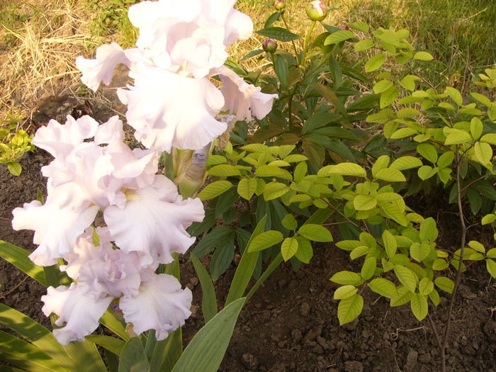 Iris Scandia Delight - ANUL 2015 I