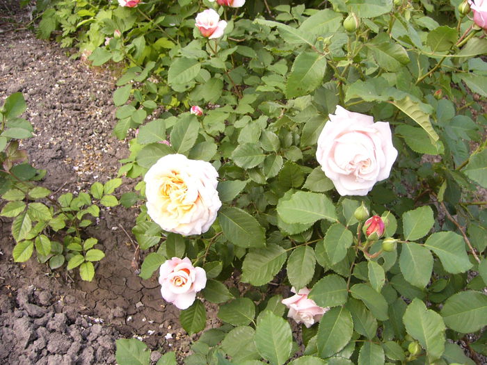 P1240139 - ANUL 2015 I
