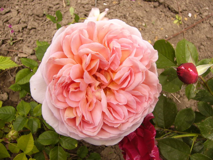 Rosa Abraham Darby - ANUL 2015 I