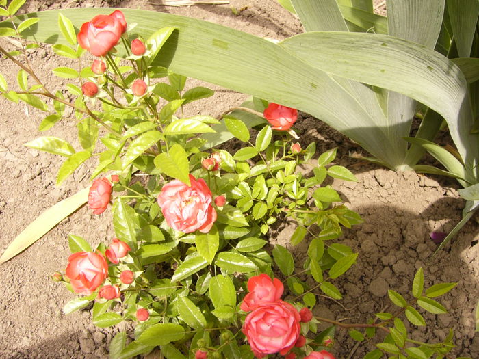 Rosa Morsdag orange
