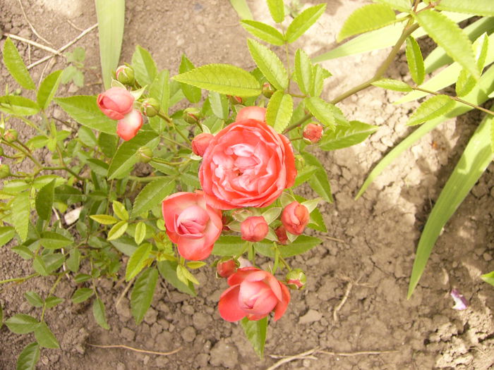 P1240168