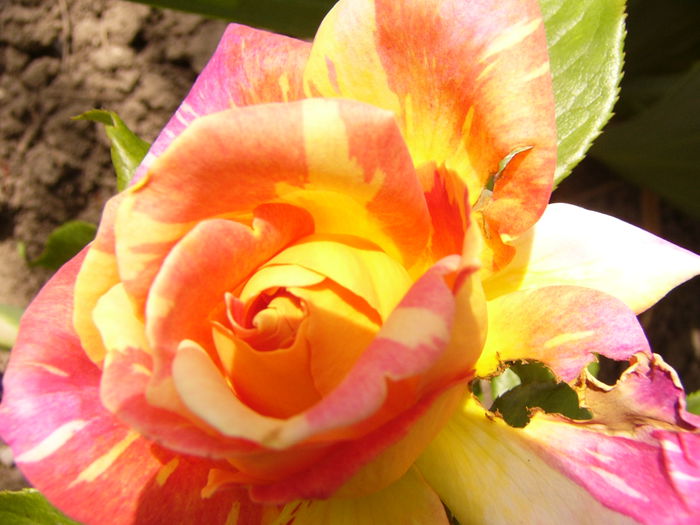 Rosa Caribia - ANUL 2015 I