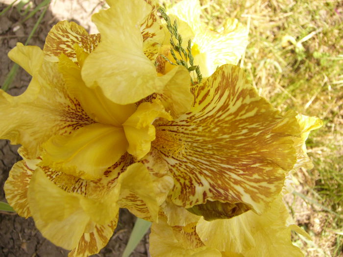 Iris Tiger Honey