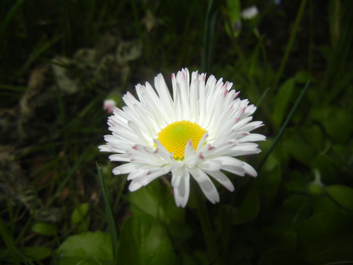 Bellis perennis (2015, April 22)