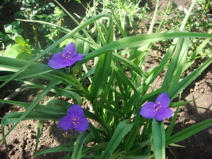 Tradescantia bleu 2015-05-20 - Gradina prinde culoare