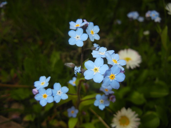 Myosotis alpestris (2015, April 22) - MYOSOTIS Alpestris