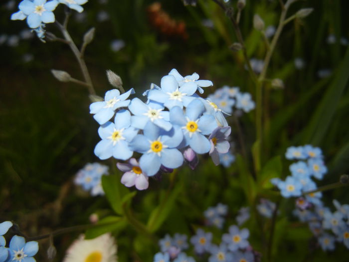 Myosotis alpestris (2015, April 22) - MYOSOTIS Alpestris