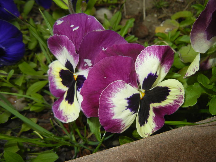 Pansy (2015, April 22)