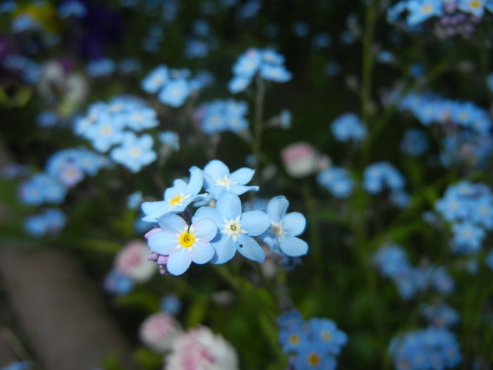 Myosotis alpestris (2015, April 26) - MYOSOTIS Alpestris