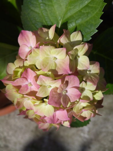 Hortensie roz 2015 - Bujori si hortensia 2015