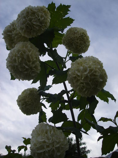 15 mai 2015 014