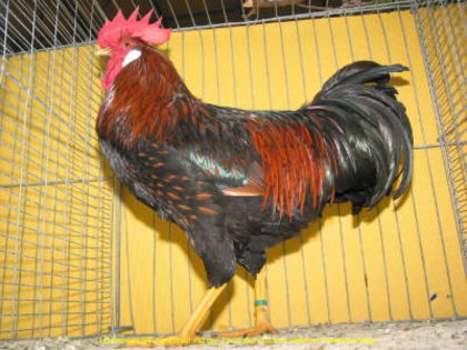 2007 - 1,0 gold-schwarzgesaeumt_small - 23-Italiana auriu-negru