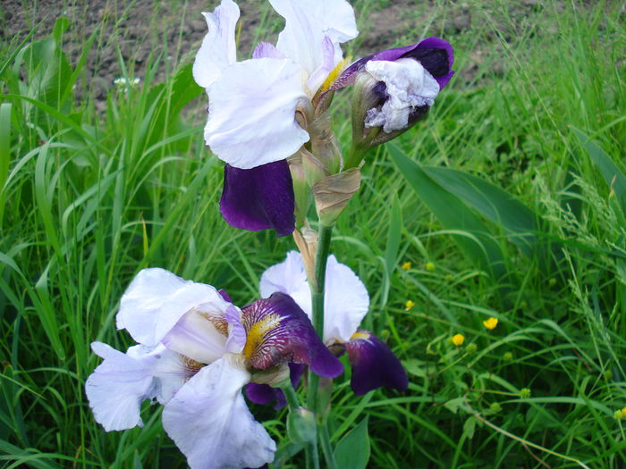 DSC01190