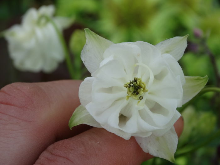 DSC00604 - Plante in gradina 2015