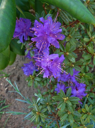 2015 - Azalee si Rhododendroni