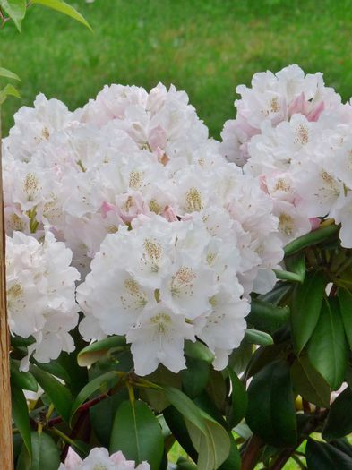 P1580880 (768x1024) (2) - Azalee si Rhododendroni
