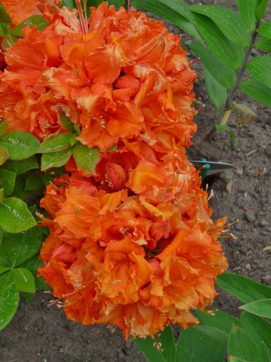P1600145 (768x1024) - Azalee si Rhododendroni
