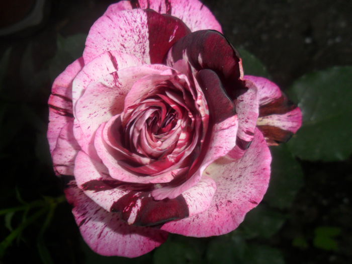 SAM_5215 - roze 2015