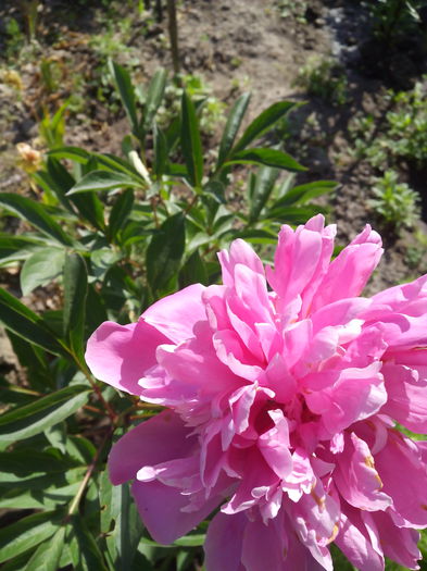 bujor roz - Bujori si hortensia 2015