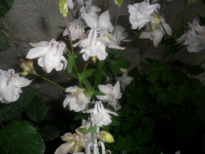 SAM_5173 - flori de gradina 2015