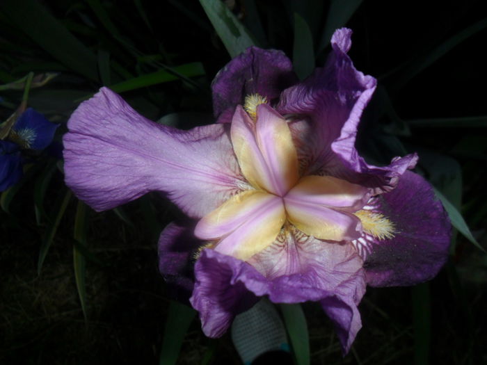 SAM_5175 - flori de gradina 2015