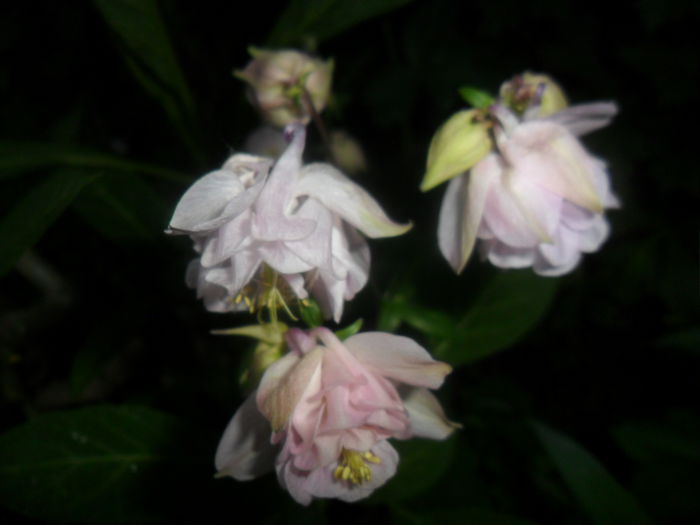 SAM_5179 - flori de gradina 2015