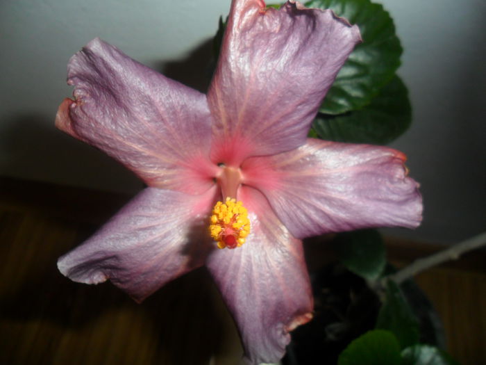 blue toy - hibiscusi 2015-2