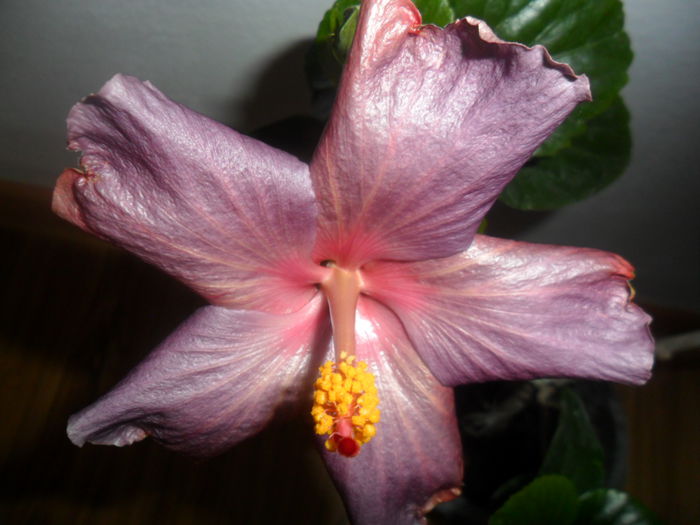 SAM_5198 - hibiscusi 2015-2