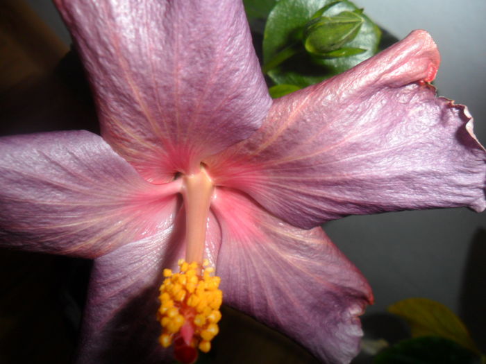 SAM_5199 - hibiscusi 2015-2