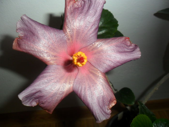 SAM_5200 - hibiscusi 2015-2