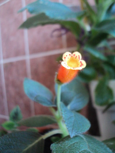 Peridot s Potlach - 21 mai