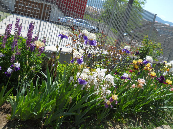 DSCN6877 - iris 2015