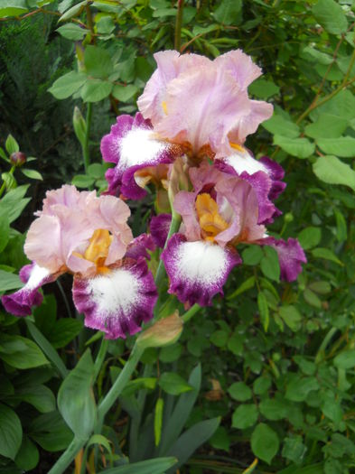 DSCN6965