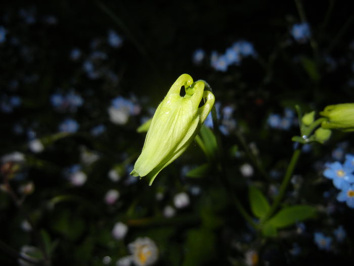 Aquilegia_Columbine (2015, April 27)