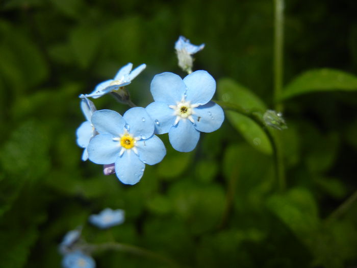 Myosotis alpestris (2015, April 29) Myosotis alpestris (2015, April 29)
