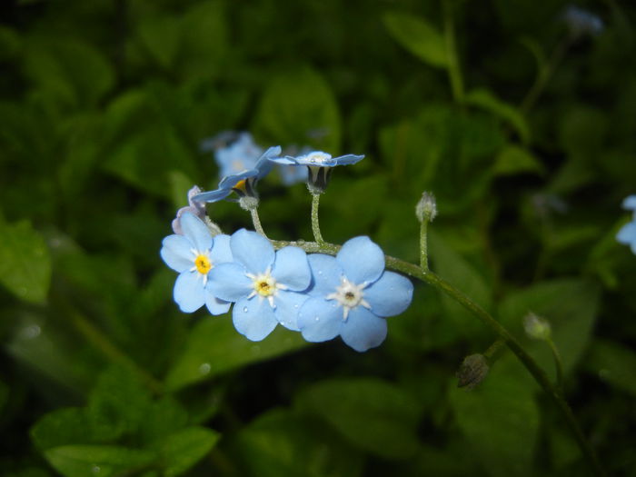 Myosotis alpestris (2015, April 29) - MYOSOTIS Alpestris